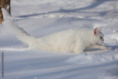 maine coone white cat in the winter and snow © amvrosii