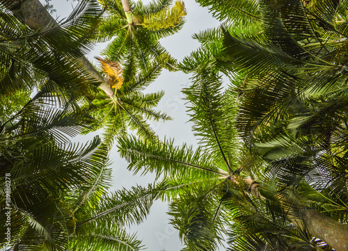 Looking up perspective of palm trees and blue sky