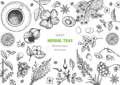 Herbal Tea shop frame vector illustration. Vector design with herbal ingredients. Hand drawn sketch collection. Engraved style.