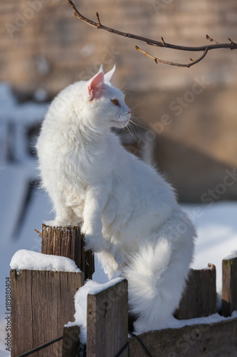 maine coone white cat in the winter and snow
