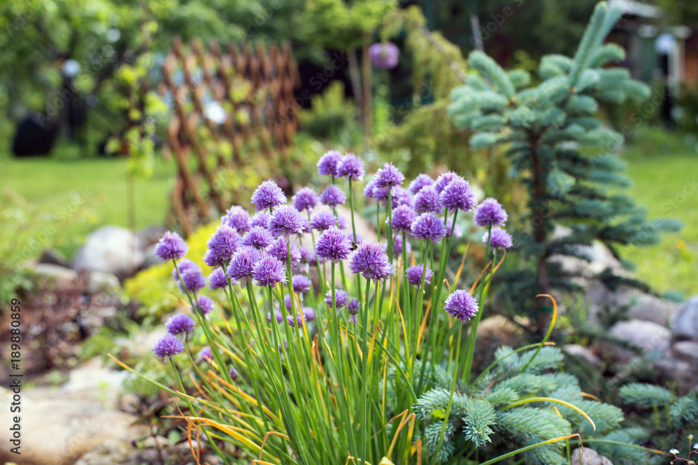 Obraz premium Garden Allium flower bed