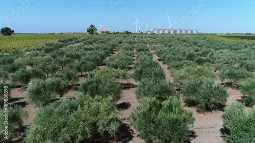 Wallpaper Mural Aerial footage of olive orchard flying over green olive trees is of major agricultural importance in Mediterranean region as source of olive oil one of core ingredients in Mediterranean cuisine 4k Torontodigital.ca