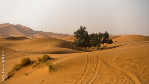 Sand dunes in Erg Chebbi at morning, Sahara desert, Morocco, Africa