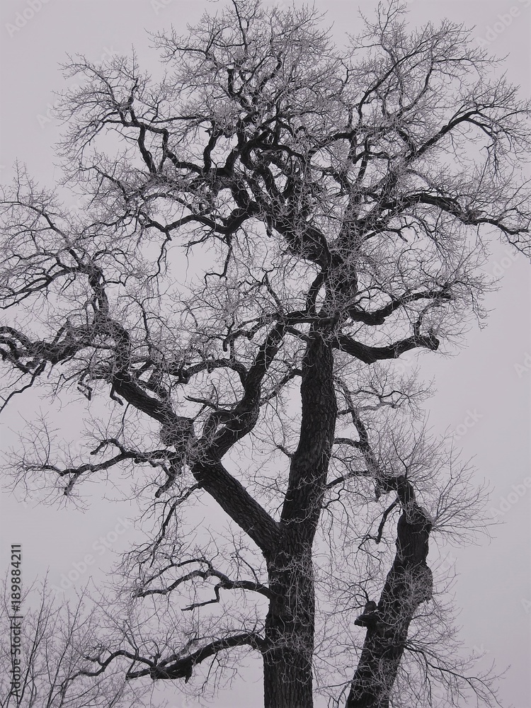 Fototapeta premium moroz frost