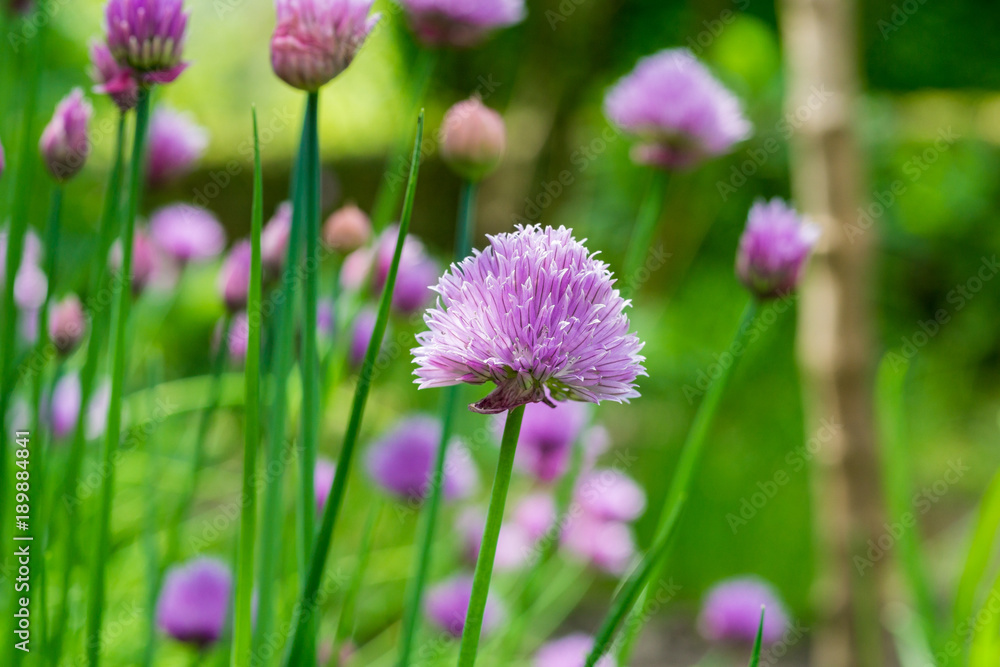 Schnittlauch auf grüner Wiese Schnittlauch auf grüner Wiese