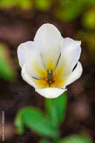 Fototapeta Naklejka Na Ścianę i Meble -  Город Санкт-Петербург, парк им. СМ Кирова. 2016 год. 