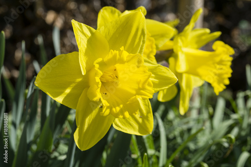 Fototapeta Naklejka Na Ścianę i Meble -  Blüte einer Narzisse im Frühling