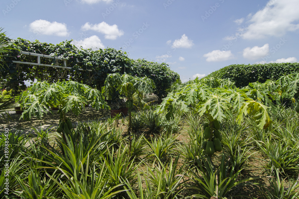 Obraz premium Papaya plantation at outdoor.
