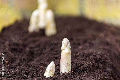 New harvest of high quality white asparagus on asparasus fields