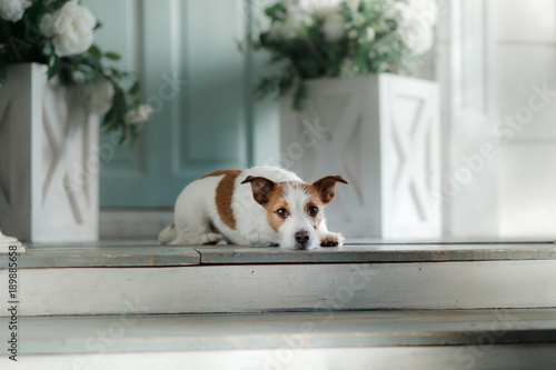 Dog Jack Russell Terrier on the porch