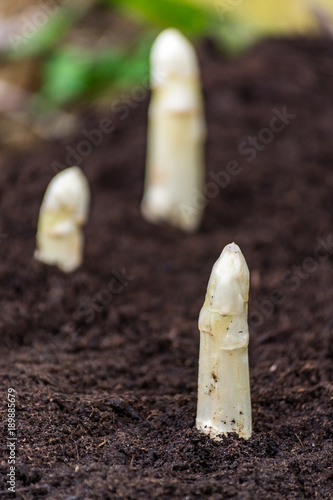 New harvest of high quality white asparagus on asparasus fields