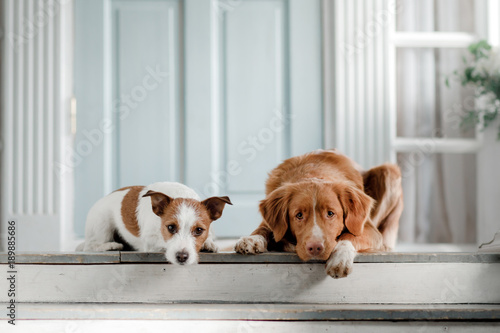 Two dogs on the porch © annaav