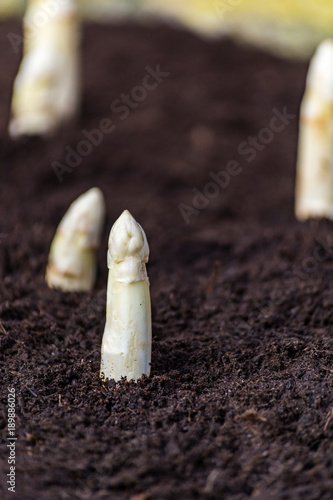 New harvest of high quality white asparagus on asparasus fields
