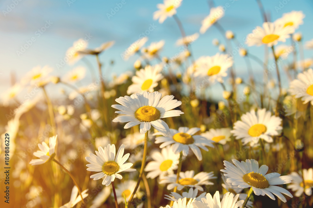 Beautiful wild camomile flowers in the rays of the setting sun