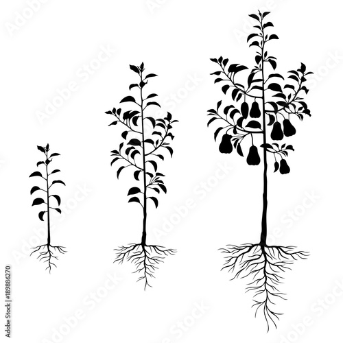 Seedling pears trees with roots set