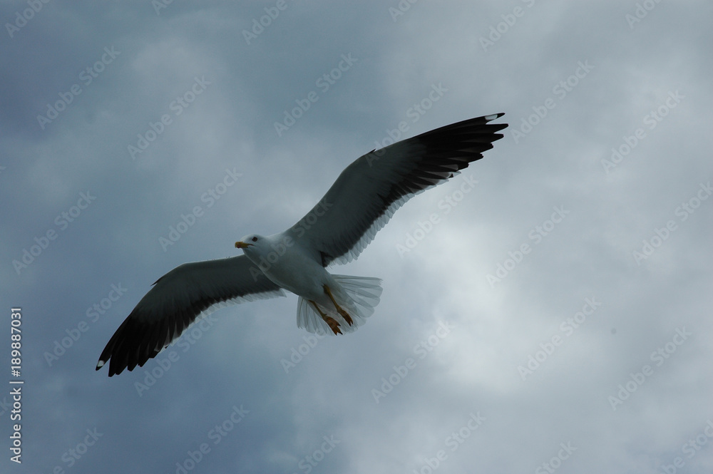 Fototapeta premium gulls over the sea
