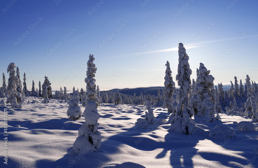 Norefjell / Norway: Magic winter landscape along a cross-country ski trail in January