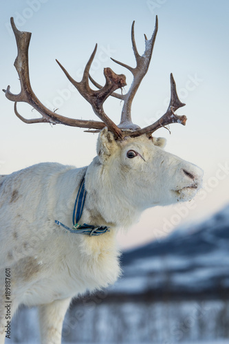 renne dans son environnement naturel en scandinavie
