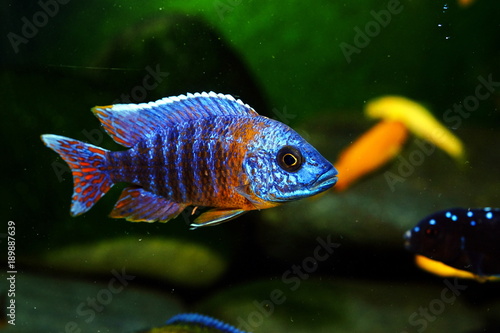 Malawi cichlid fish in aquarium