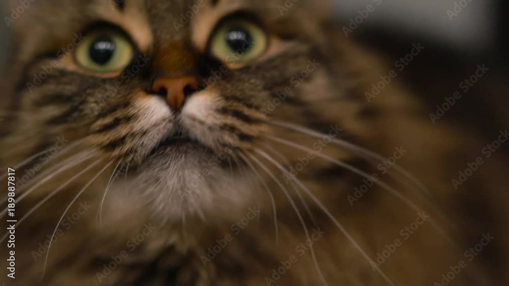 Cute muzzle of a tabby domestic cat that looks in different directions Cute muzzle of a tabby domestic cat that looks in different directions