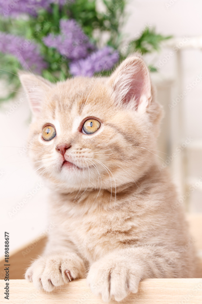 Funny kitten. Scottish fold cat. Baby animal portrait