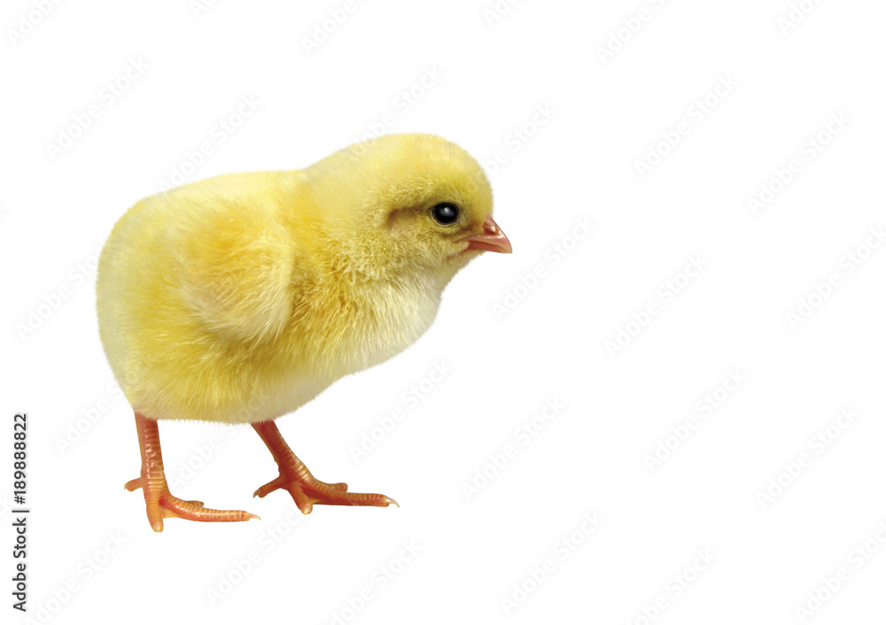 Obraz premium Adorable chick isolated on white background
