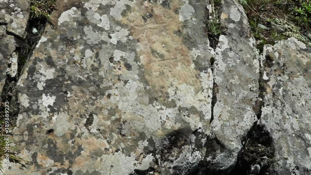 Petroglyphs in Kalbak-Tash In The Altai Mountains. Woman figure Petroglyphs in Kalbak-Tash In The Altai Mountains. Woman figure