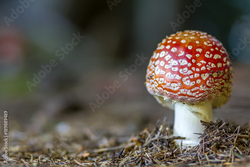 Red fly agaric mushroom or toadstool in the grass. Latin name is Amanita muscaria. Toxic mushroom. White-dotted red mushroom