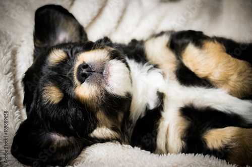 cute face black-and-beige tiny cavalier sleeping safely on his back with ridiculously folded paws and ears spread on a beige soft blanket - closeup © Magdalena