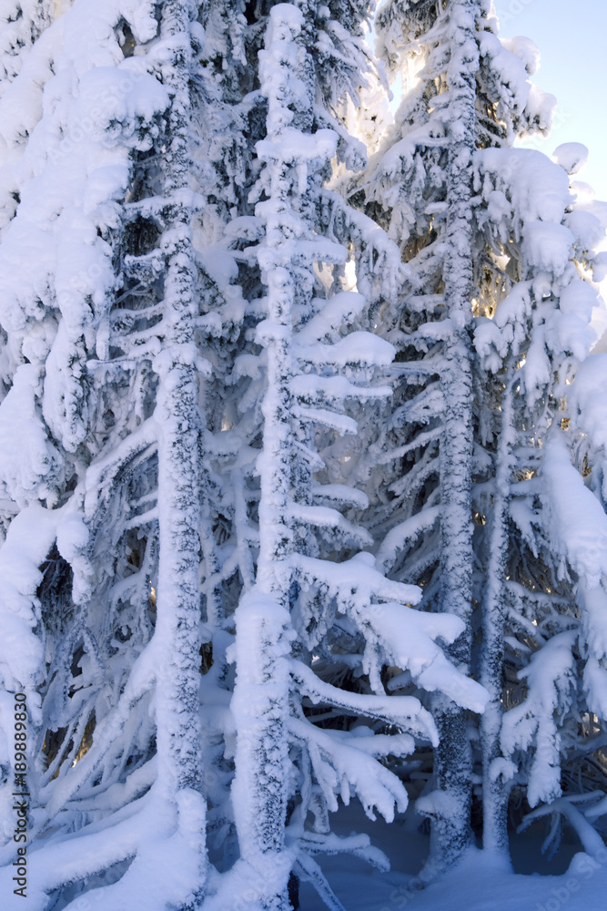 Norefjell / Norway: Bizarre trees at the edge of a cross-country ski trail on a sunny day in January Norefjell / Norway: Bizarre trees at the edge of a cross-country ski trail on a sunny day in January