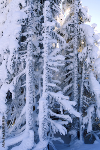 Norefjell / Norway: Bizarre trees at the edge of a cross-country ski trail on a sunny day in January