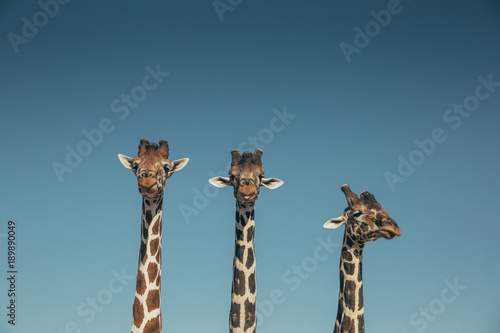 Giraffes safarie day