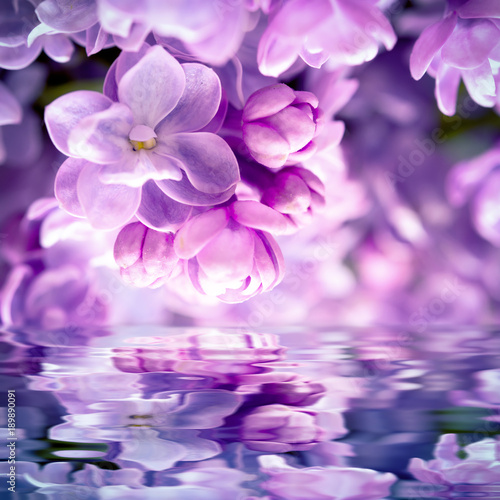 Lilac flower blossom background