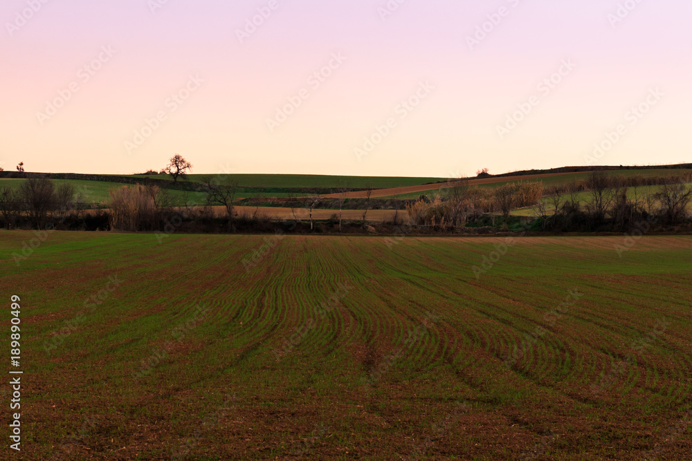 Sunset with trees backlit in the countryside. Armospheric phenomena concept Sunset with trees backlit in the countryside. Armospheric phenomena concept