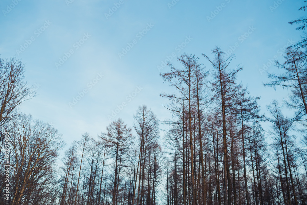 Winter forest on the sunset Winter forest on the sunset