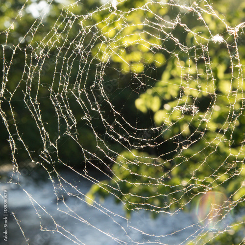 Circular Spider web 