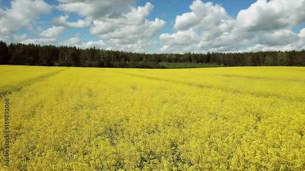 4K. Flight and takeoff above blooming yellow rapeseed field at sunny day in spring, aerial panoramic view. 4K. Flight and takeoff above blooming yellow rapeseed field at sunny day in spring, aerial panoramic view.