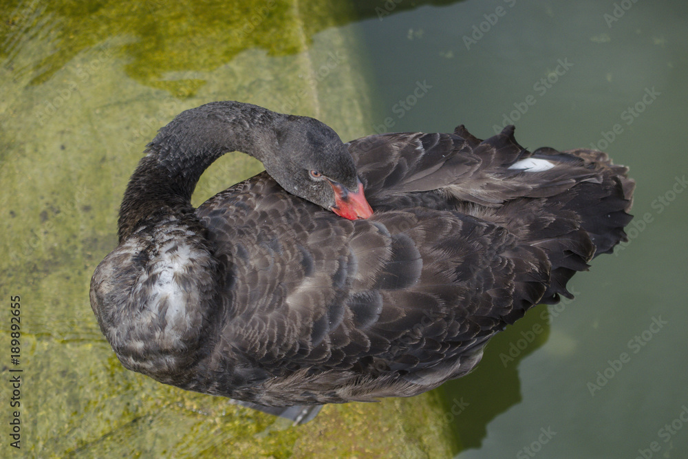 Fototapeta premium Black swan sleep by hide its head in body's feather. It alert and open eye when there is sound. Black swan swim float on water or pond.