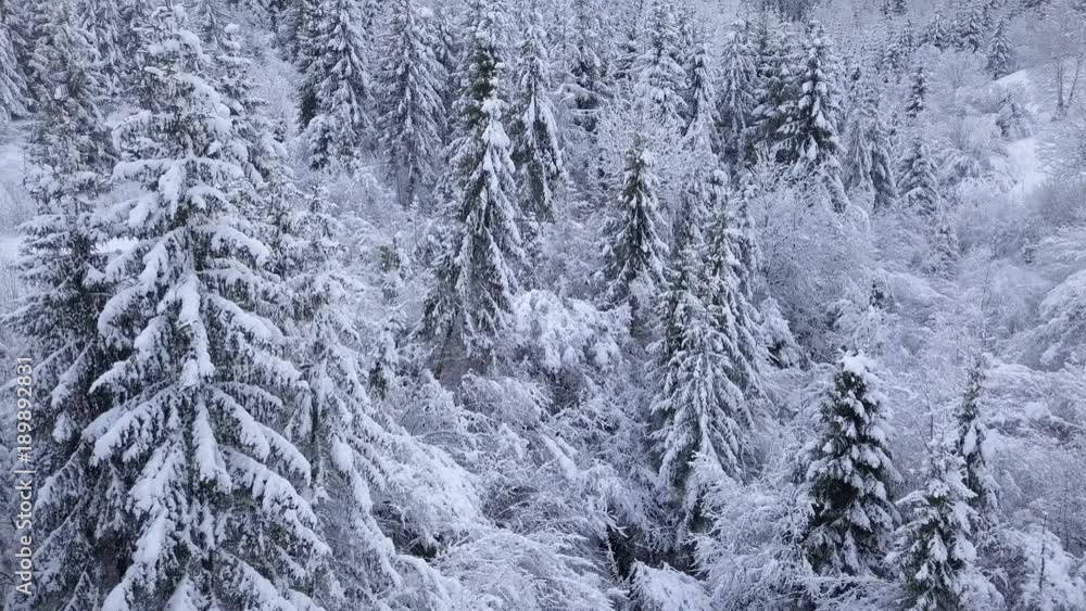 Flight over snowy mountain coniferous forest. Clear frosty weather Flight over snowy mountain coniferous forest. Clear frosty weather