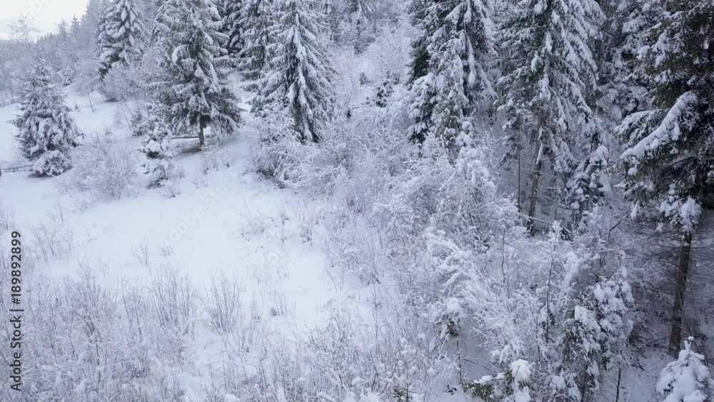 Flight over snowy mountain coniferous forest. Clear frosty weather Flight over snowy mountain coniferous forest. Clear frosty weather