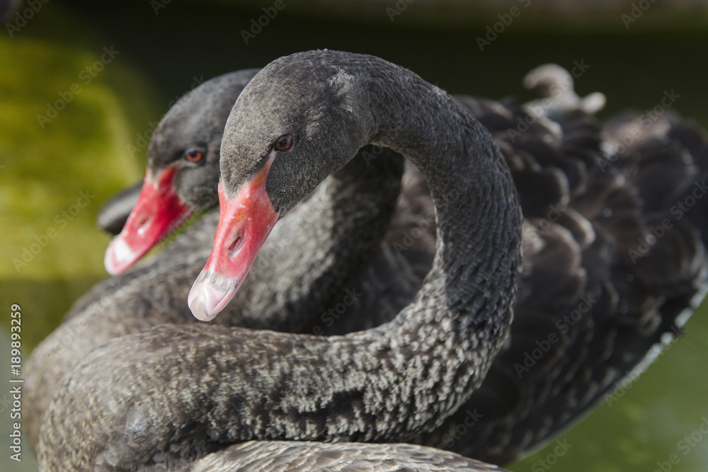 Obraz premium Black swan with S neck. Black swan swim float on water or pond.