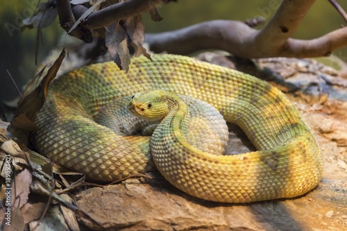 Curled Up Neotropical Rattlesnake (Central American Rattlesnake), a venomous pit viper commonly found in Mexico and Central America