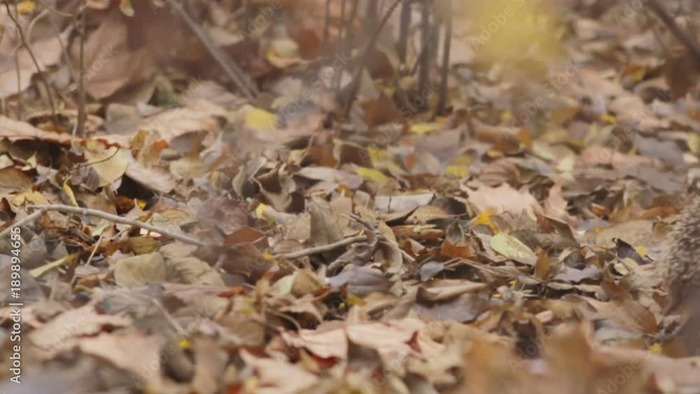 cute hedgehog walking in the autumn park cute hedgehog walking in the autumn park