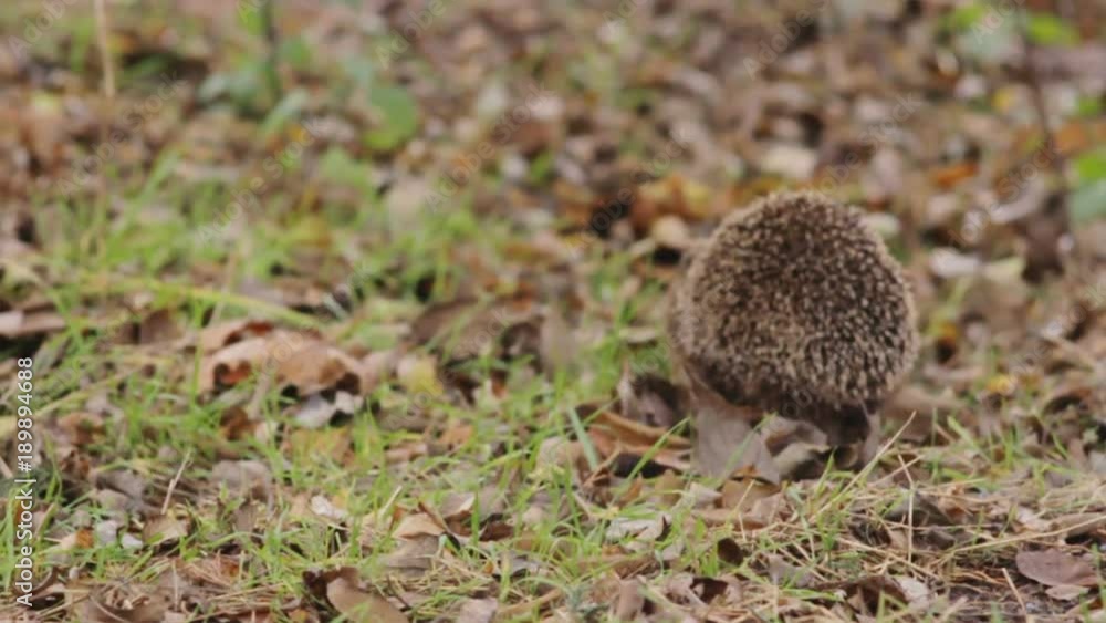 cute hedgehog walking in the autumn park cute hedgehog walking in the autumn park