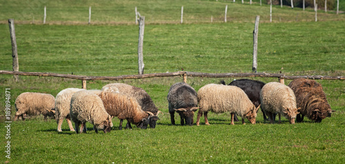 Famous racka sheeps in the ...