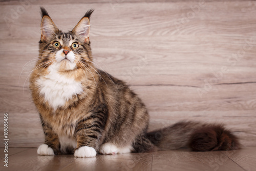 Beautiful maine coon kitty sits on wooden floor.