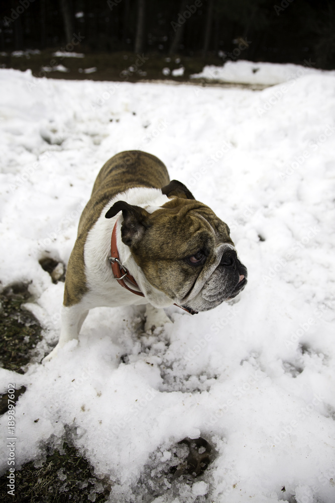 English Bulldog in snow