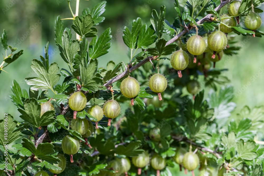 Gooseberries on a branch