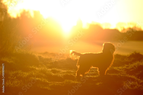 Sunrise dog