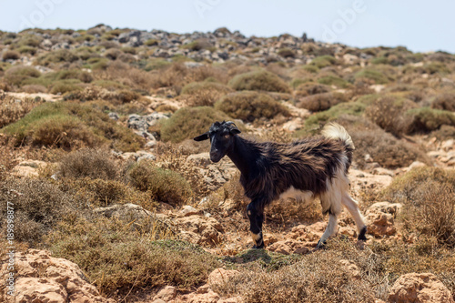 Goat on the hill
